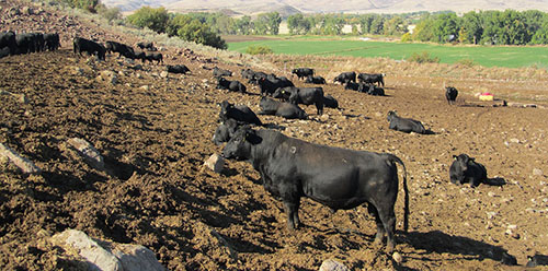 45 Long Yearling Bulls
